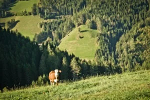 Grüne steirische Landschaft