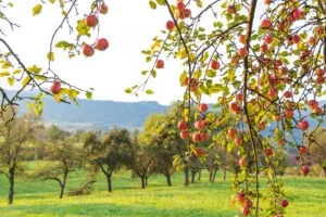 Streuobstwiese im Herbst